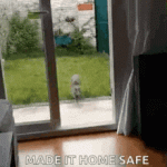 1610183199745.gif