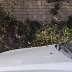 1610251504100.gif