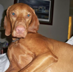 dog.png