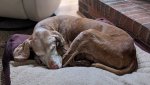 old dog.jpg