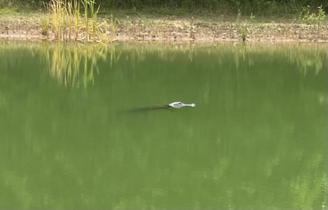 61C0564B-698F-4F0B-81BA-6598AB913955.jpeg