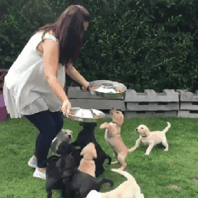 a pup show.gif