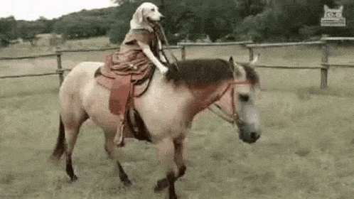 a dog horse.gif