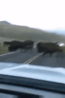 a buffalo.gif