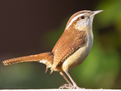 Carolina_Wren1.jpg