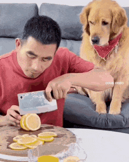 a lemon dog.gif