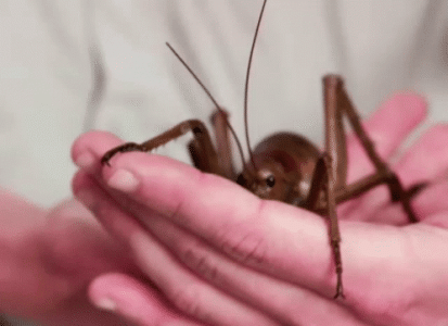 giant-weta-big-bug.gif