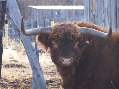 Purebred Highland Bull 4.jpg