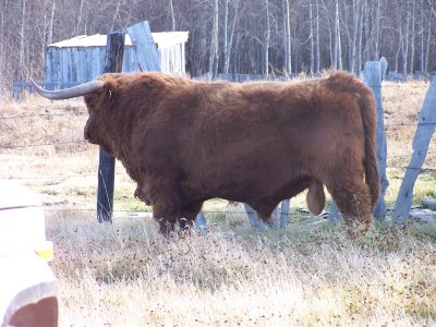 Purebred Highland Bull leased.jpg