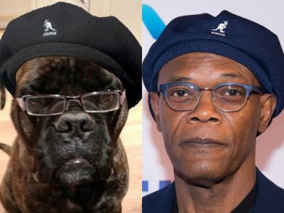1453370933-showbiz-animal-celebrity-lookalikes-samuel-l-jackson.jpg