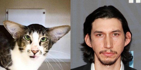 1453369429-showbiz-animal-celeb-lookalikes-adam-driver.jpg
