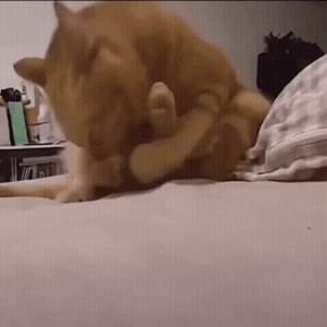 20220922_205506.gif