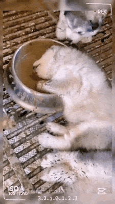 a lazy puppy.gif