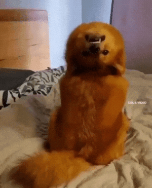 20220930_110836.gif