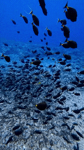 20220930_201916.gif