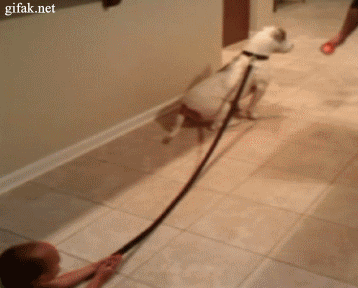 funny-dog-7.gif