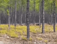 20221005_123139.gif