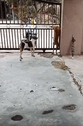 20221005_121524.gif