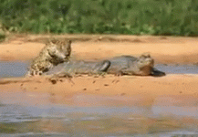 1617843432362.gif