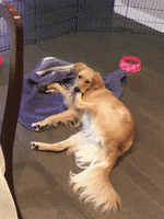 1618077423186.gif