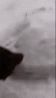 20221011_172913.gif