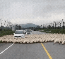 20221013_151013.gif