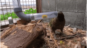 20221014_093911.gif