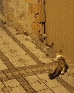 20221014_093650.gif