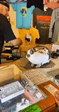 20221023_220517.gif