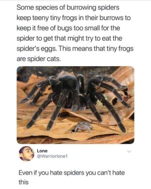 spider cats.jpg