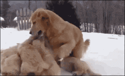 a lab doggy.gif