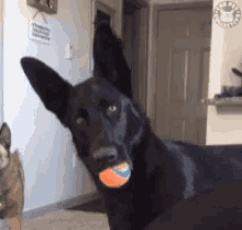 tenor (7).gif
