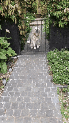 a happy dog.gif