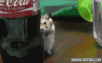 1667852042874.gif