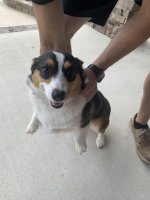 Corgi 3.JPG