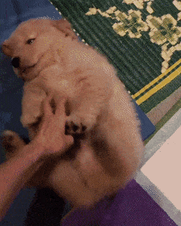 a belly rub.gif