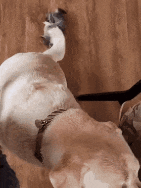 a kitty struggle.gif