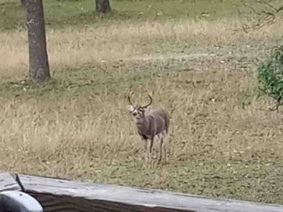 DEER PICS 108.jpg