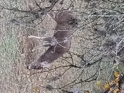 DEER PICS 113.jpg