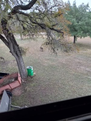 DEER PICS 112.jpg