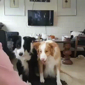 a dog show.gif