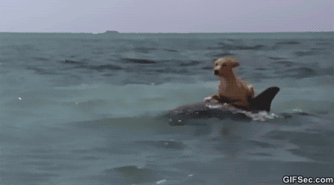 a dog surf.gif