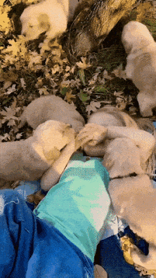 a puppy meal.gif