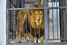 Lion.jpg