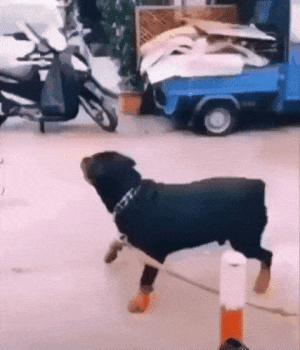 20230106_224034.gif