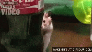 stalker-animalstalker.gif