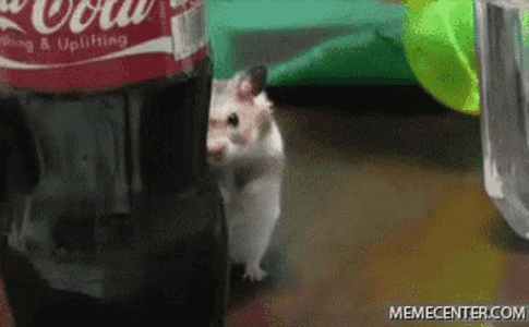 hamster-watching.gif