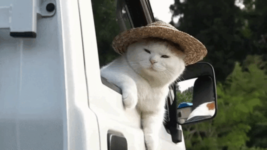 cat.gif