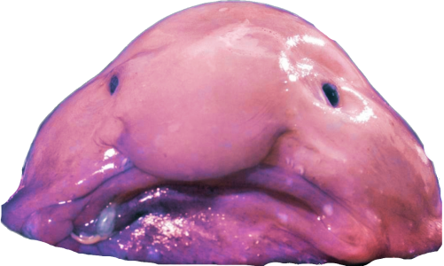 magicut_1679111925273.png