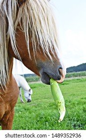 brown-haflinger-long-blond-mane-260nw-1489352936.jpg